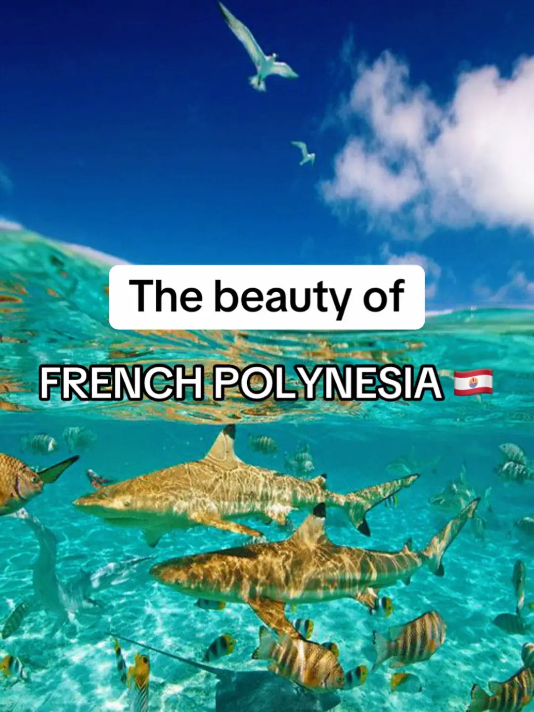 The beauty of French Polynesia (save for travels) 🇵🇫😍 #fyp #frenchpolynesia #foryoupage #traveltiktok #holiday #tahiti #borabora #moorea