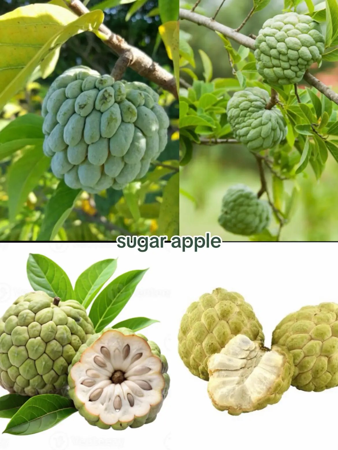 #growagarden #fyyy #fruits #seeds #foryouu #virall #fyp 