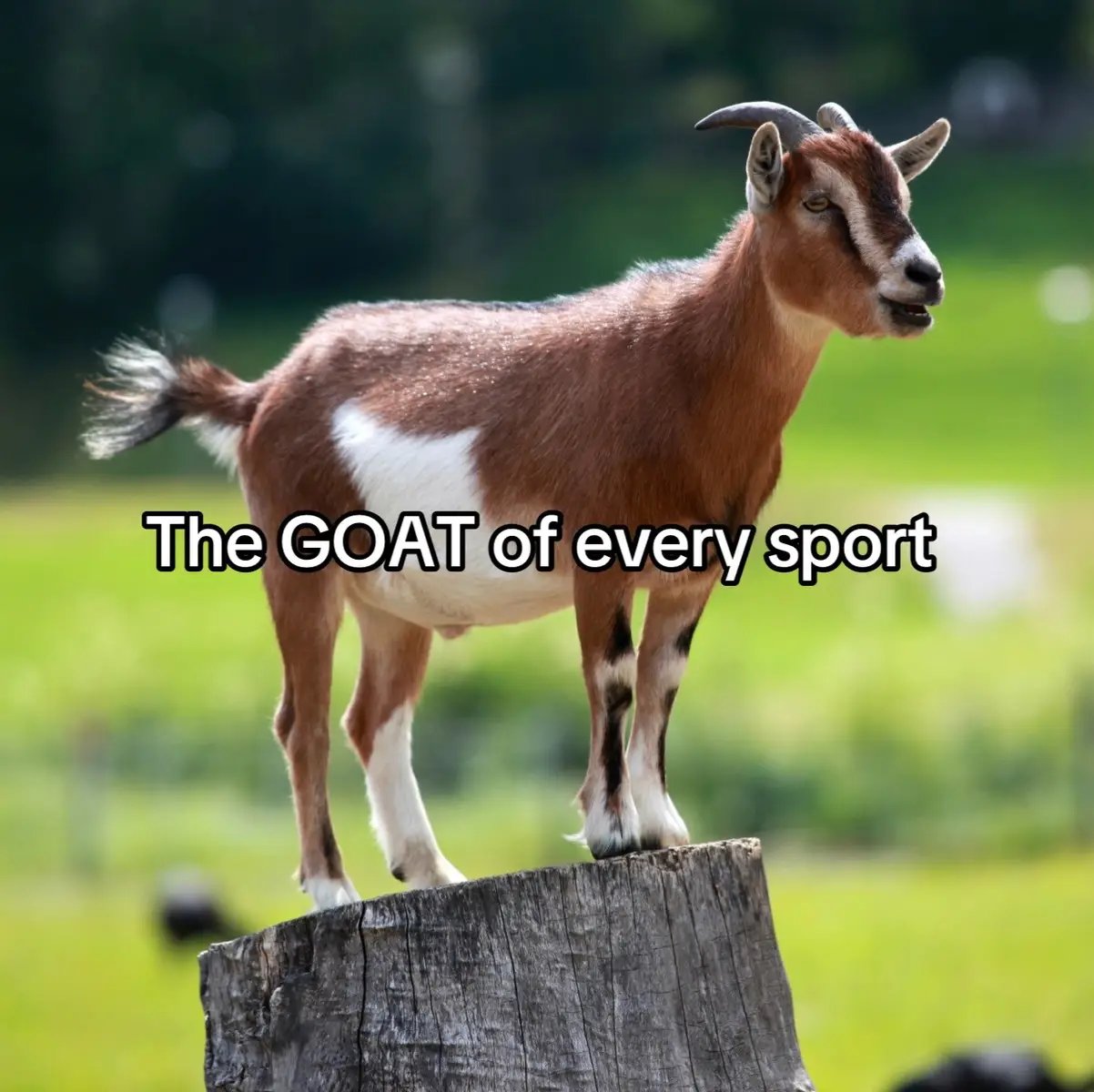 #sports #goat #goats #football #basketball #baseball #Soccer #hockey #tennis #golf #boxing🥊 #mma #trackandfield #swimming #f1 #rugby #cricket #darts #wrestling #bowling #pool #cycling #poker #chess I just made a slideshow of the absolute GOAT of basically every single sport
